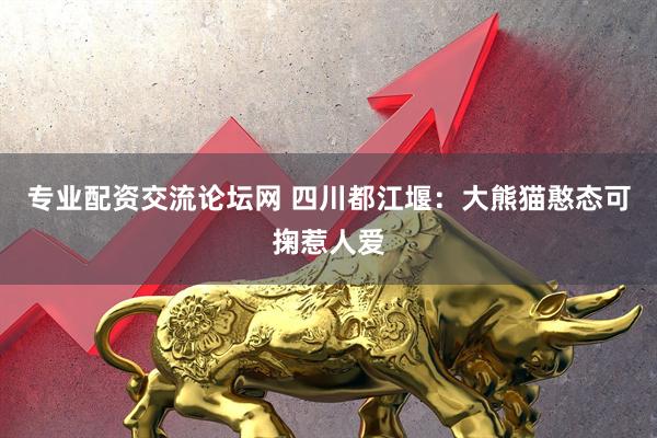 专业配资交流论坛网 四川都江堰：大熊猫憨态可掬惹人爱